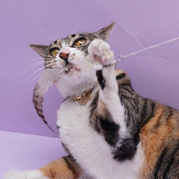 ZOOAHPET Solo Chicken Cat Teaser Wand - BORINGTHINGS
