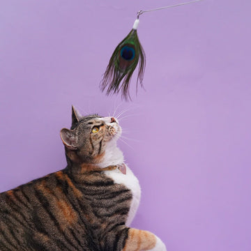 ZOOAHPET Solo Pheasant Cat Teaser Wand - BORINGTHINGS