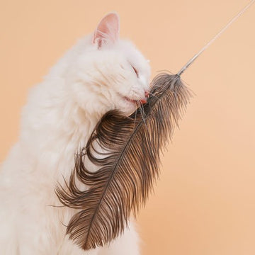 ZOOAHPET Mini Ostrich Feather Cat Teaser Wand - BORINGTHINGS