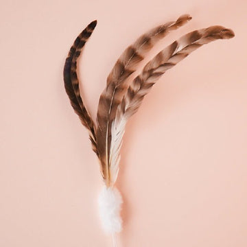 ZOOAHPET Three Chicken Feather Stick Teaser Toy - BORINGTHINGS