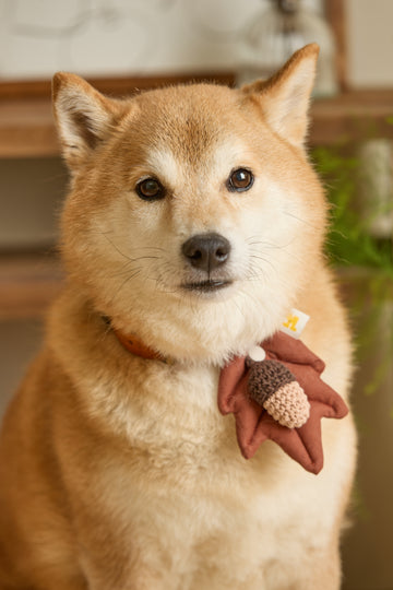 HIKOINU 橡子寵物吊飾