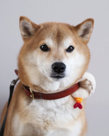 HIKOINU 蝦餃寵物吊飾