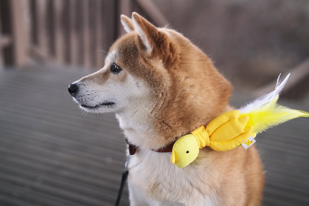 HIKOINU Yellow Bird Pet Charm