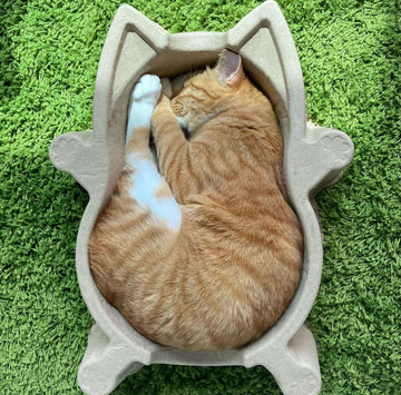 [ 2ND PRE-ORDER ] CAT BANG DDUNDDUNI Natural Paper Pulp Cat Nest