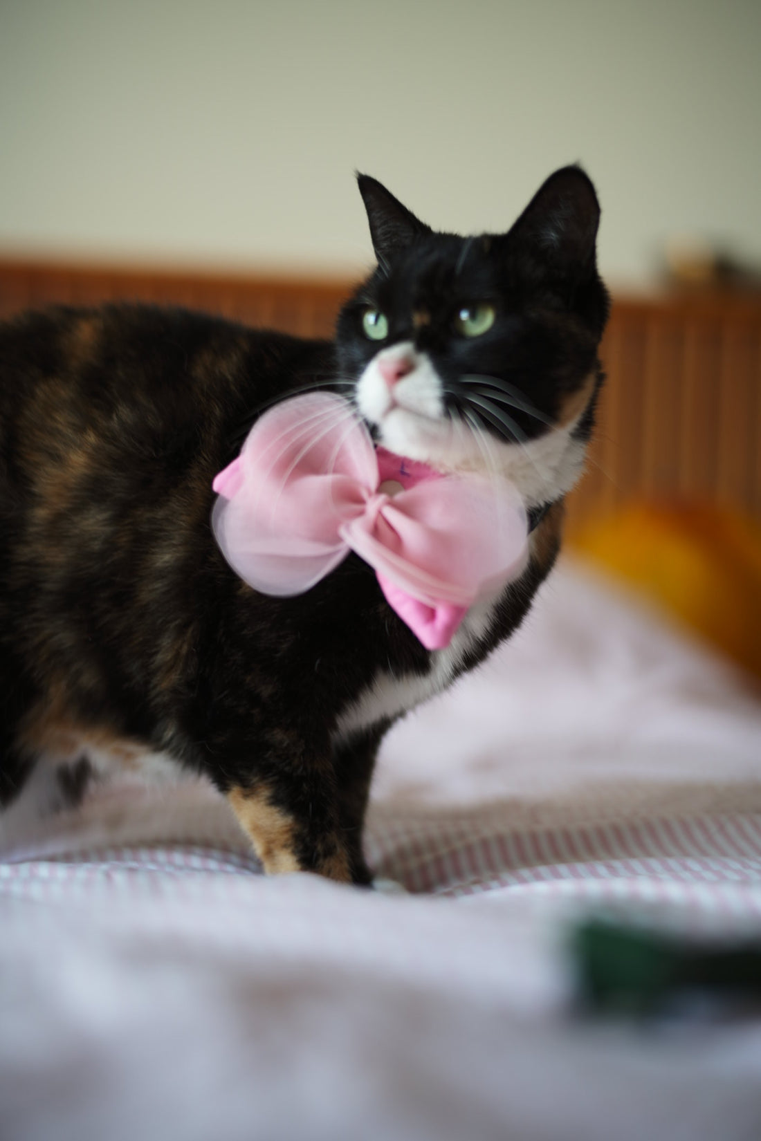 HIKOINU Chiffon Ribbon Pet Charm