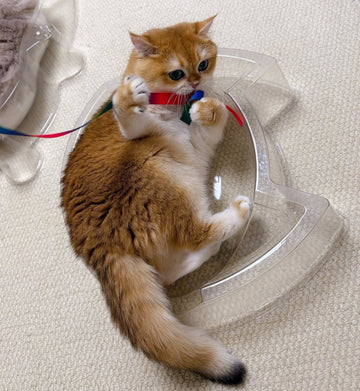 CAT BANG Transparent DDONGEULI Cat Nest