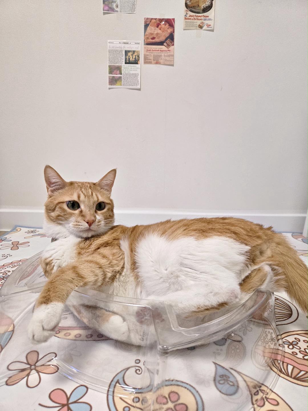 CAT BANG 透明款 DDONGEULI 貓窩