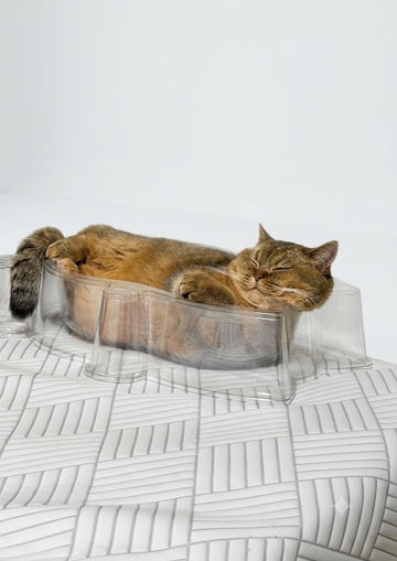 CAT BANG Transparent DDUNGDUNGLI Cat Nest