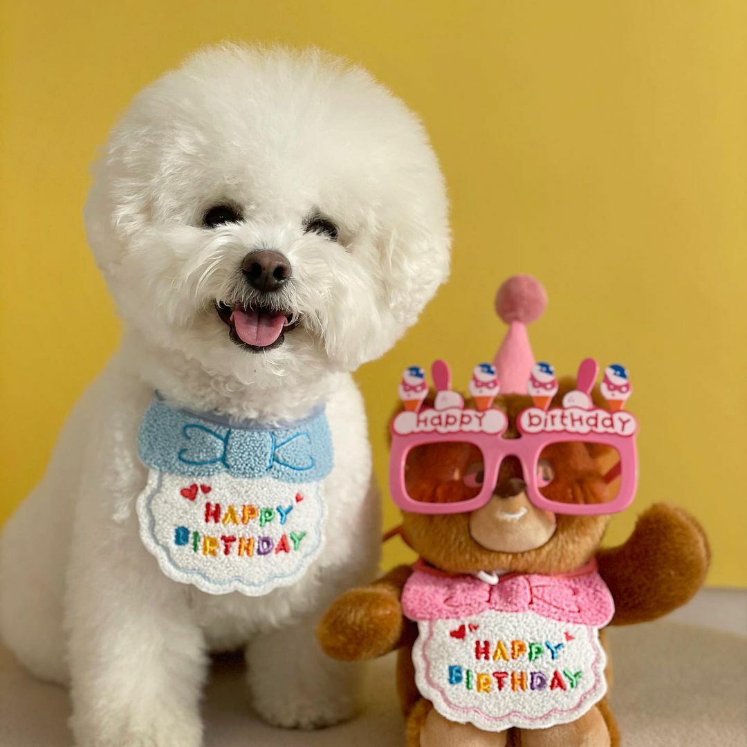 PET MILLION Birthday Party BIB