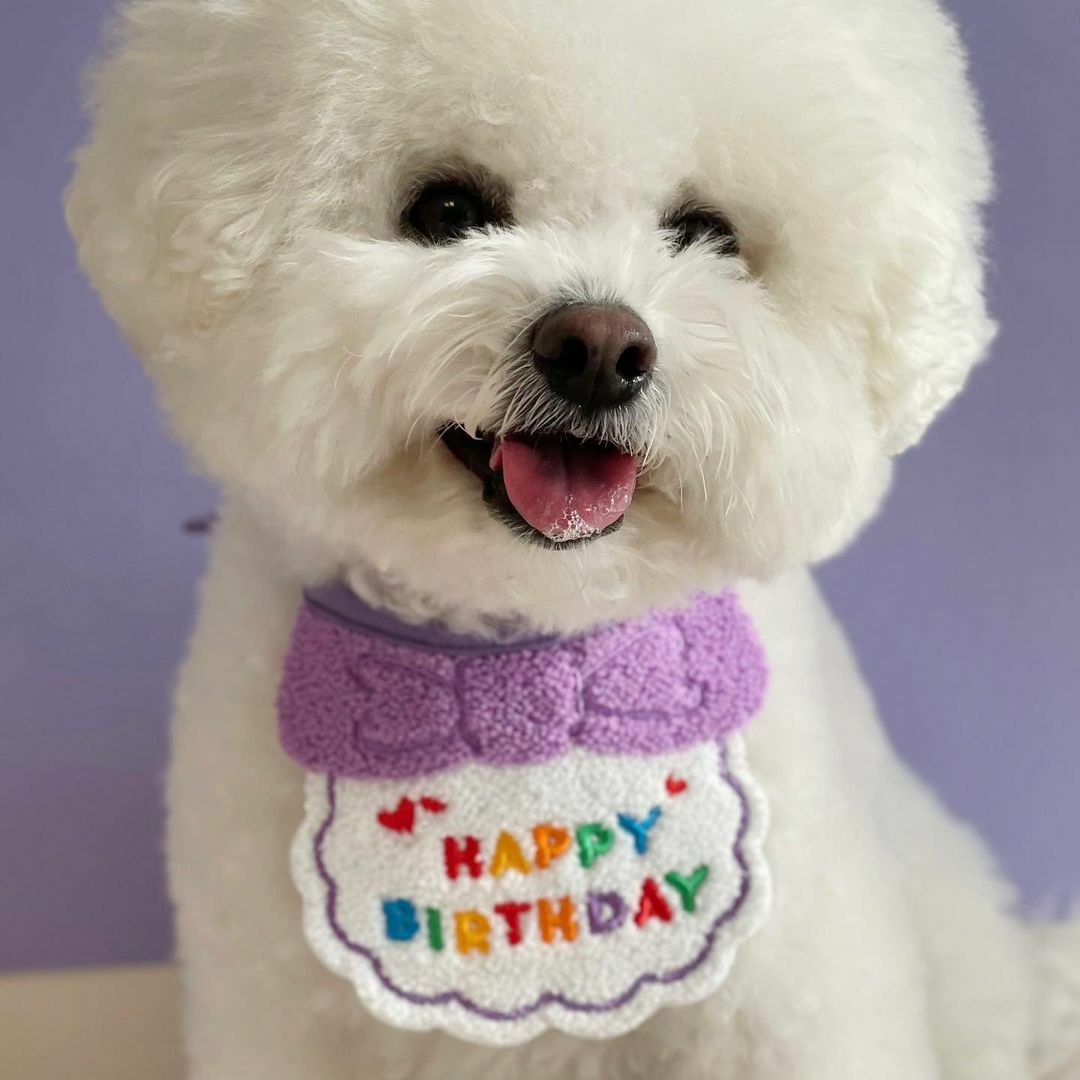 PET MILLION Birthday Party BIB